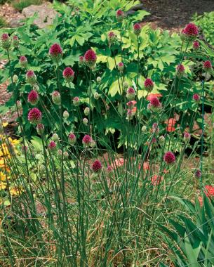 Drumstick allium (Allium sphaerocephalon). Photo: Michelle Gervais