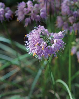 ‘Ozawa’ Japanese onion (Allium thunbergii ‘Ozawa’). Photo: Jennifer Brown