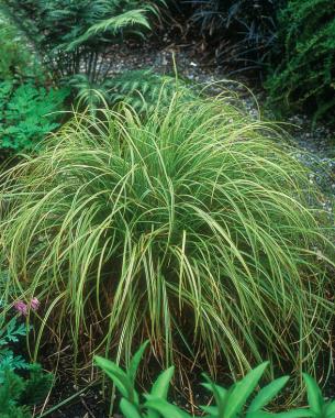 ‘Gold Fountains’ sedge