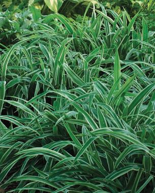 Variegated broadleaf sedge