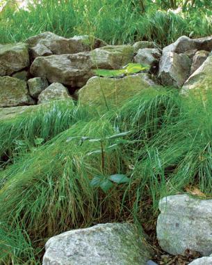 Pennsylvania sedge