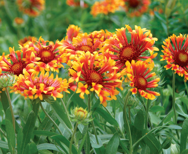 'Fanfare' blanket flower