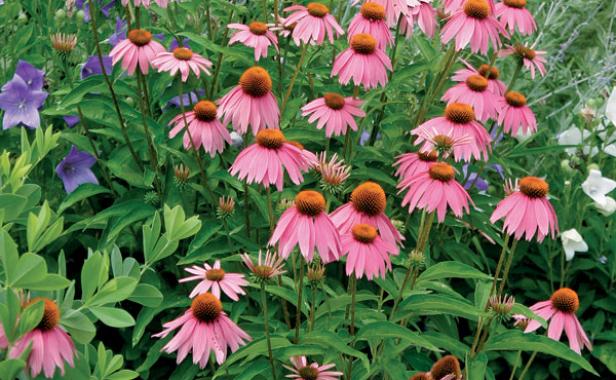 'Kim's Knee High' purple coneflower