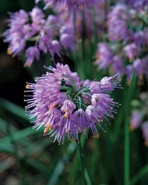 'Ozawa' Japanese onion