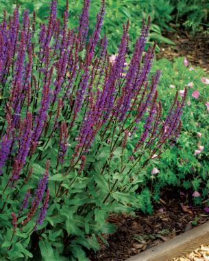 'Caradonna' sageperennials colocolor