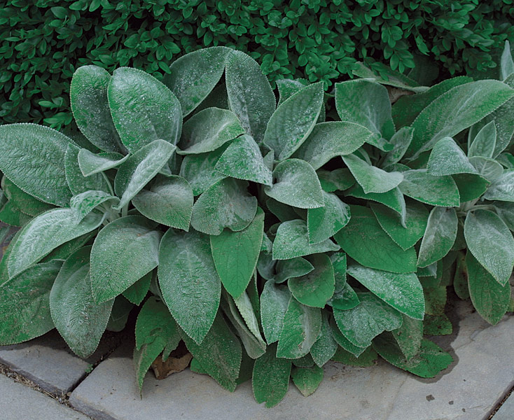 'Countess Helen von Stein' lambs' ear