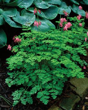 'King of Hearts' bleeding heart