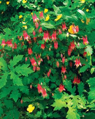 'Little Lanterns' columbine