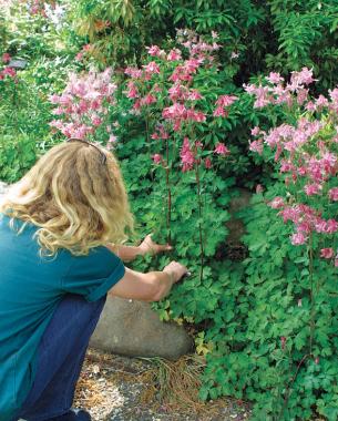 self sowing columbine