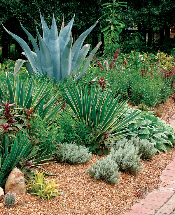 Plants such as century plant (Agave americana, Zones 9–11) make the perfect centerpiece, especially when joined by a grouping of smaller spikes such as variegated Spanish dagger