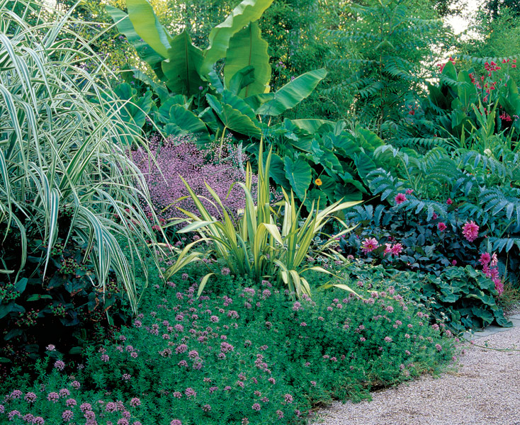 several spiky plants combined with others