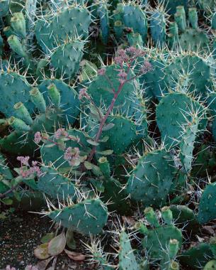 prickly pear cactus