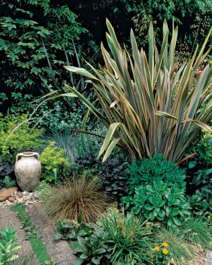 'Sundowner’ New Zealand flax