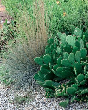 Desert prickly pear