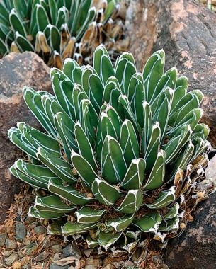 Queen Victoria agave