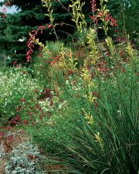 red yucca