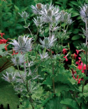 Blue Star’ alpine sea holly