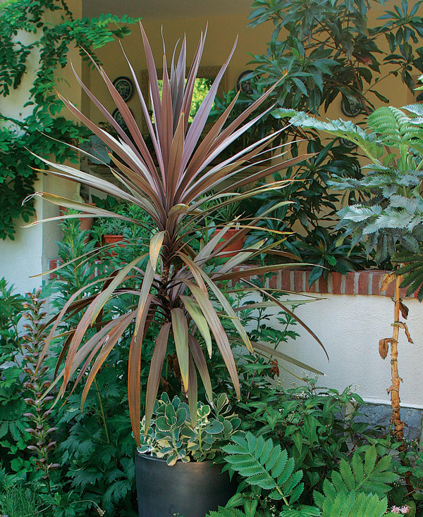 Red Sensation’ cordyline