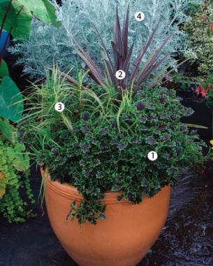 ‘Inky Fingers’ coleus, ‘Red Sensation’ cordyline, ‘Oehme’ variegated palm sedge, ‘Colchester White’ dusty miller