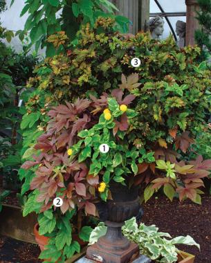 ‘Samantha’ lantana,  ‘Sweet Caroline Bronze’ sweet potato vine ,  ‘Smallwood’s Driveway’ coleus