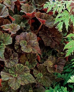 Begonia ‘Cowardly Lion’