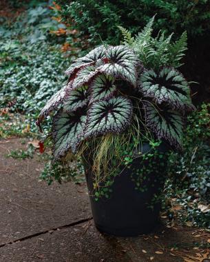 Begonia 'Fireworks'