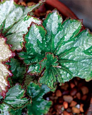 Begonia ‘Green Gold’