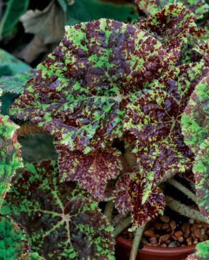 Begonia ‘Marmaduke’