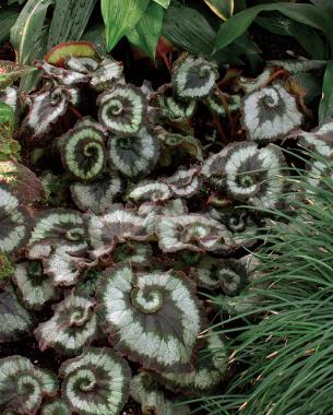 Begonia ‘Escargot’