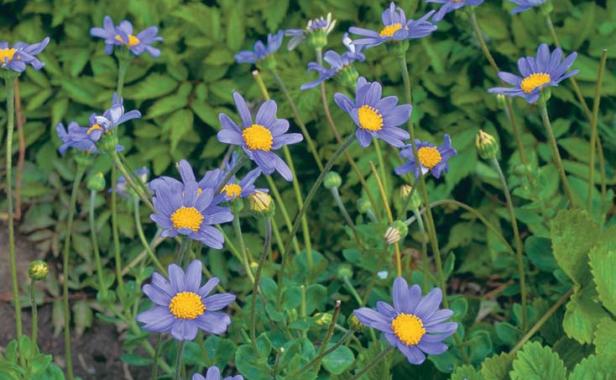 Blue Marguerites 