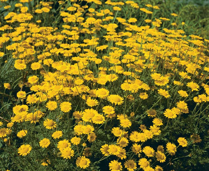 yellow daisy flower