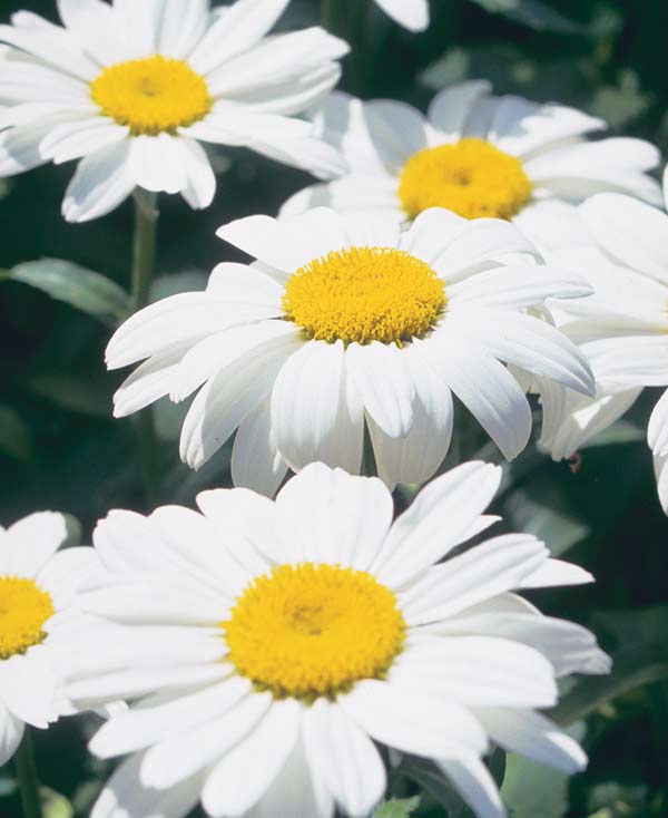 Daisies of Summer - Alden Lane Nursery