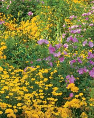 Perennial Daisies