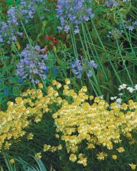 Golden Marguerites 