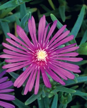 Delosperma cooperi