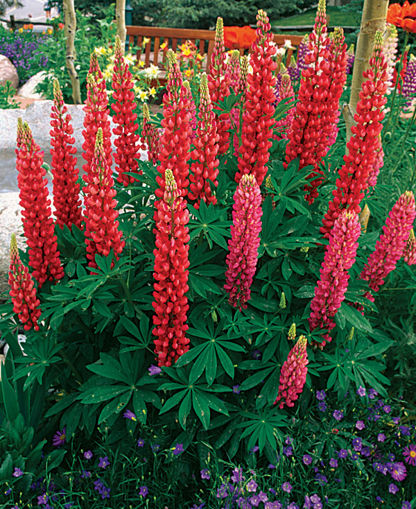 Russell hybrid lupine