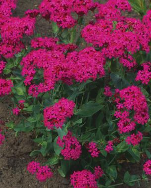 Silene armeria