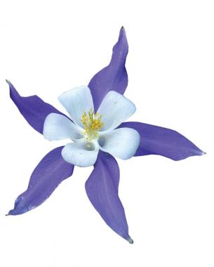 Aquilegia caerulea