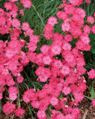 Dianthus gra­tianopolitanus