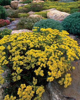 Eriogonum umbellatum