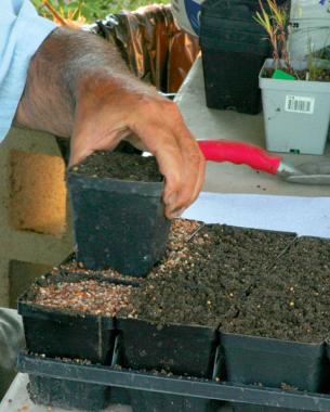 Tamp the soil for a firm seed bed.