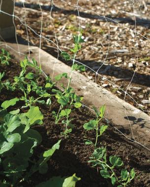 Tall vining sweet peas will grow happily on almost any kind of vertical support. It doesn’t take long for sweet peas to climb, so place your supports at planting time. Photo: Jennifer Benner