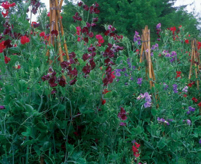 sweet pea flower vines