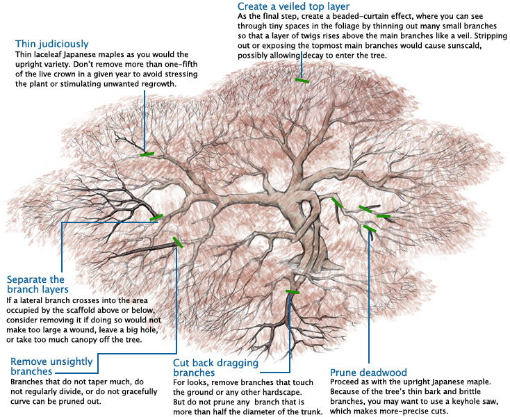 Laceleaf Japanese Maples Illustration