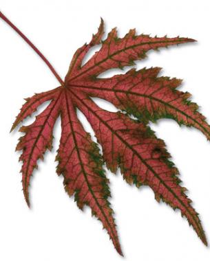 ‘Aka shigitatsu sawa’ fall color 