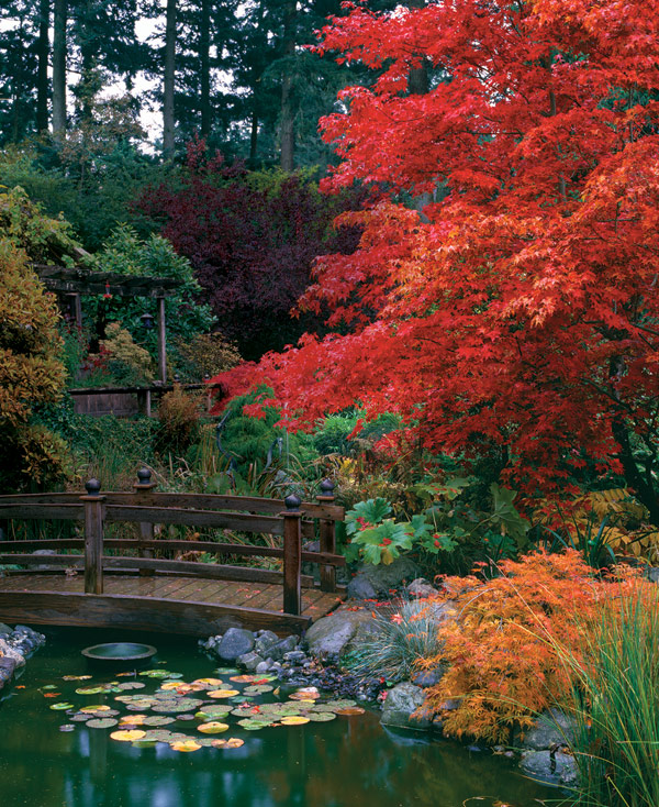 japanese tree