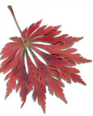 ‘Aconitifolium’ fall color 