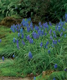 Grape Hyacinths