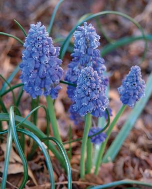 M. armeniacum ‘Blue Spike’