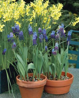 Potted grape hyacinths